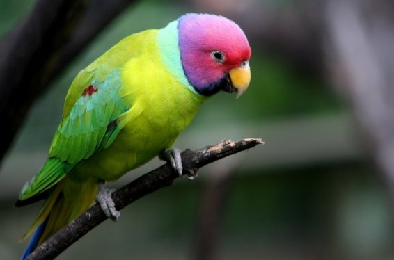 Things to do in Kuala Lumpur