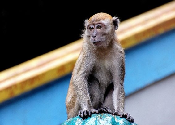 Things to do in Kuala Lumpur