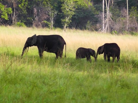 Things to Do Libreville
