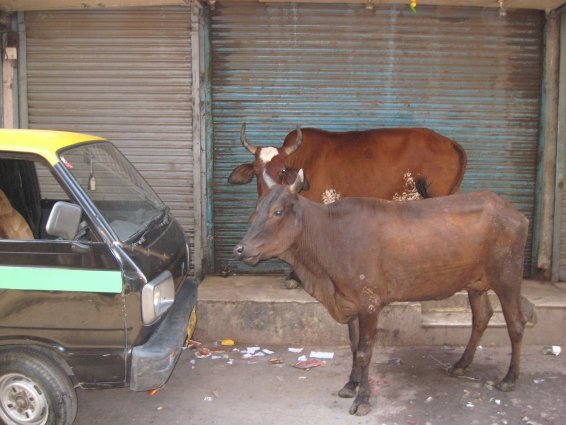 Things to do New Delhi