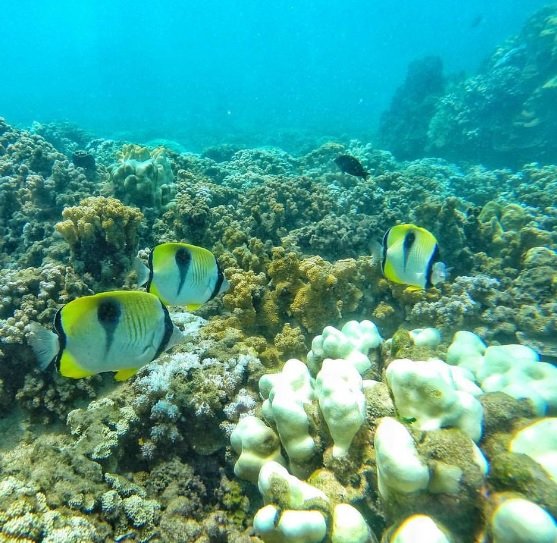 Things to do Maui