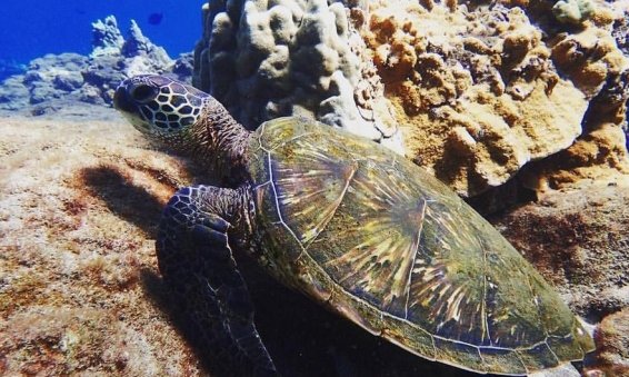 Things to do Maui