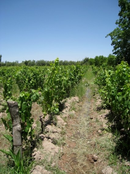 things to do Mendoza