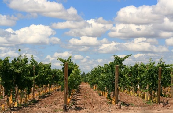 things to do Mendoza