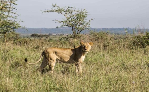 Things to do Nairobi