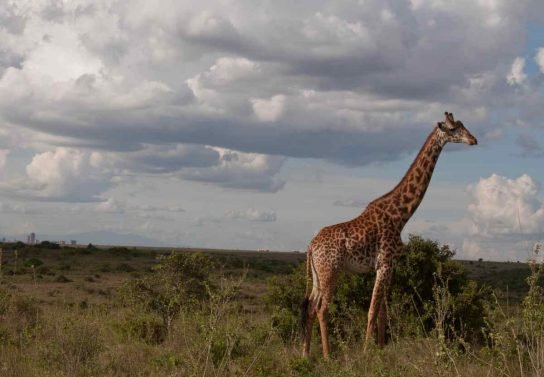 Things to do Nairobi