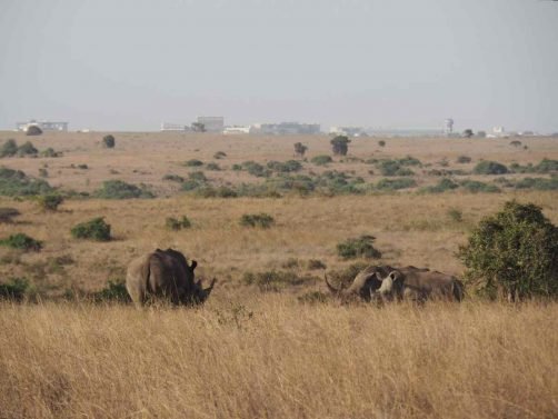 Things to do Nairobi